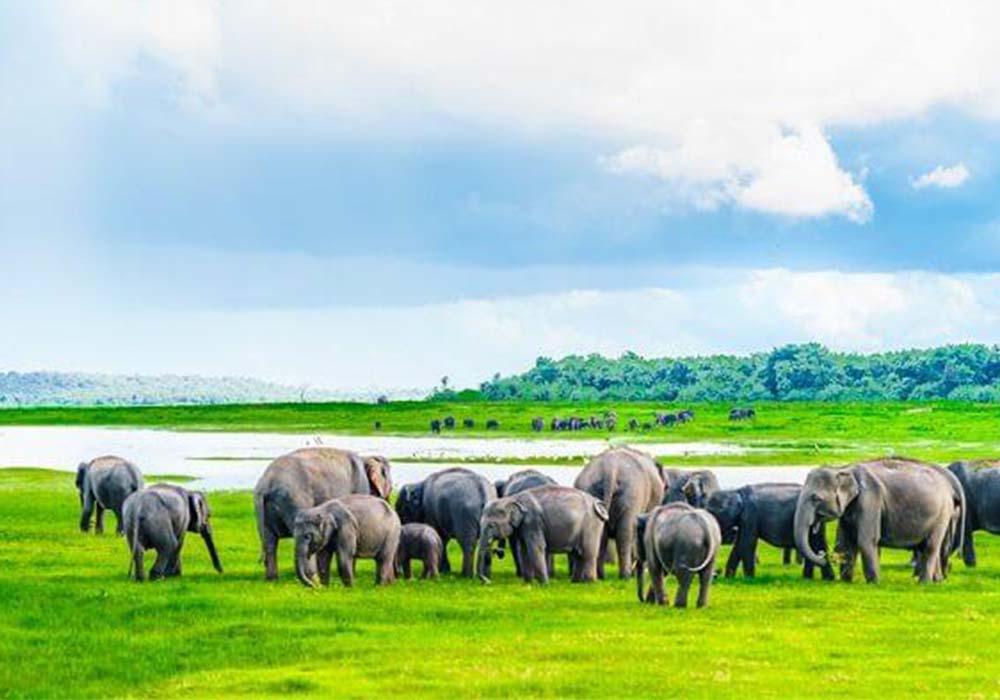 Minneriya national park