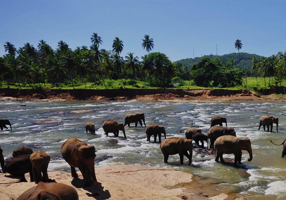 Pinnawala elephant orphanage