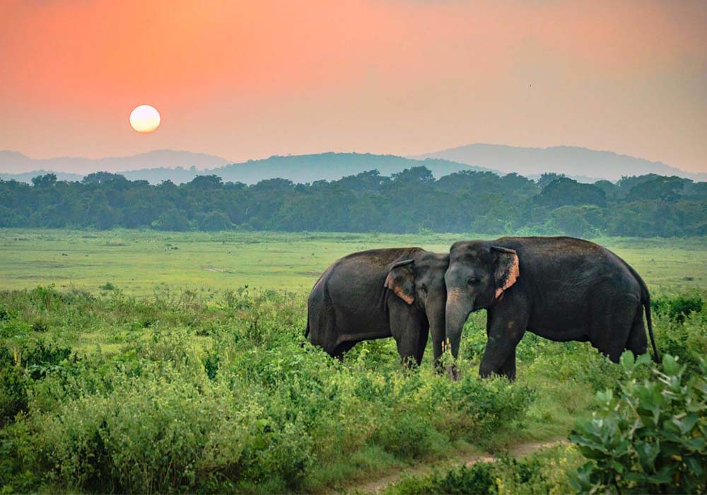 Udawalawen National Park