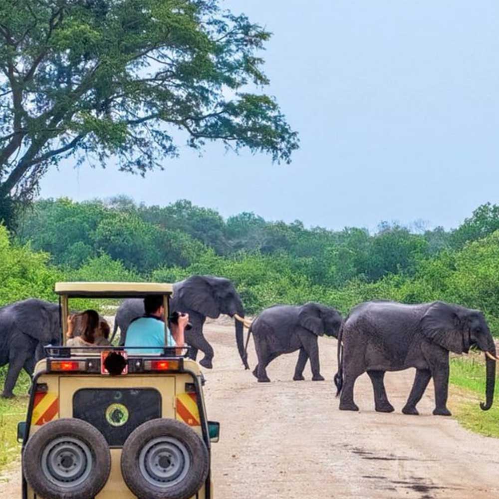 wildlife